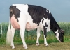 DOSE TAUREAU ANTONIO - NUS003138948148 - 66A1185