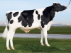 DOSE TAUREAU ZENYATTA - NUS003231545221 - 66A0649