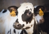 Soutien technique et financier à l'assainissement de la BVD