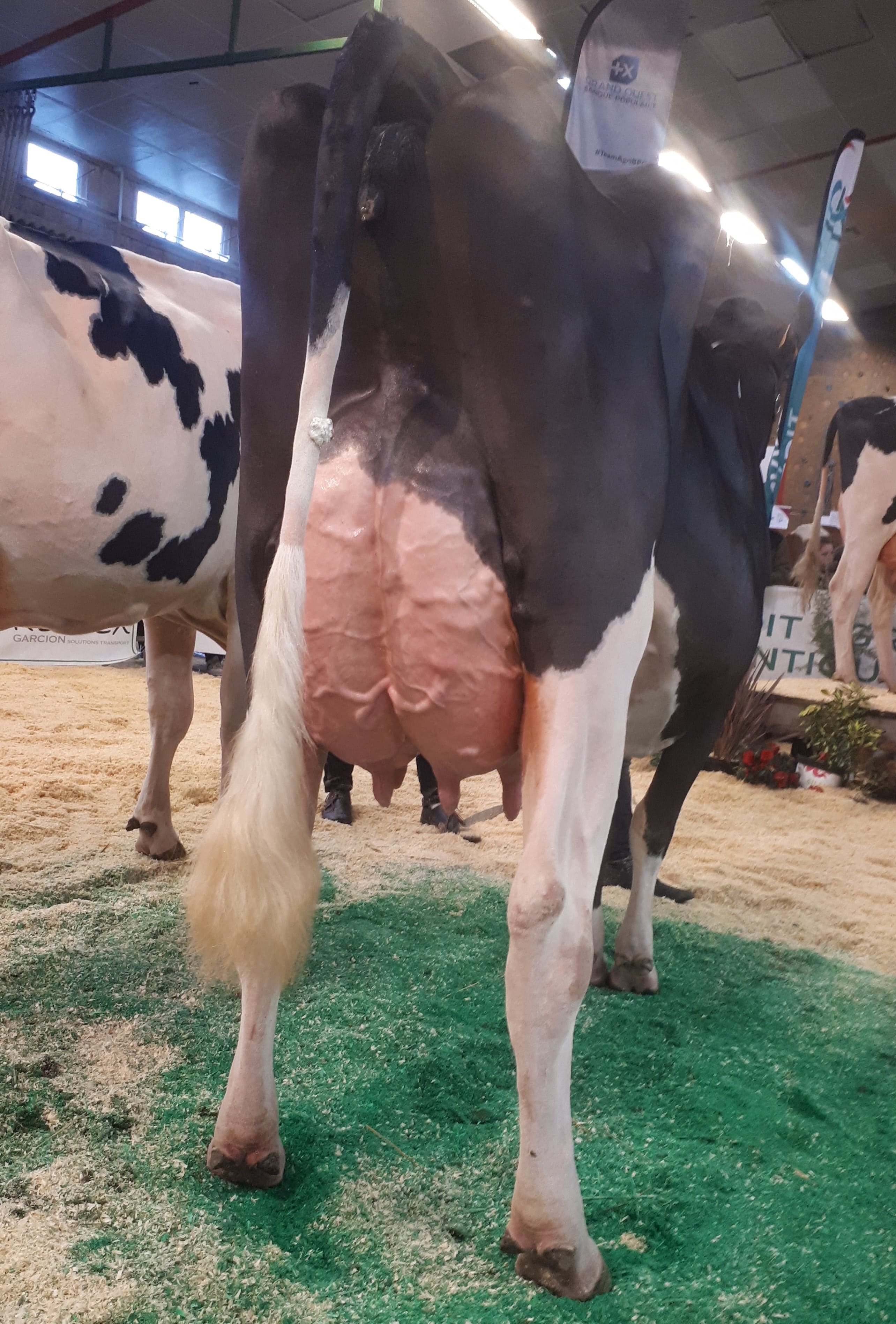 Départemental Prim'Holstein 44 : 2022, un Millésime exceptionnel pour ...