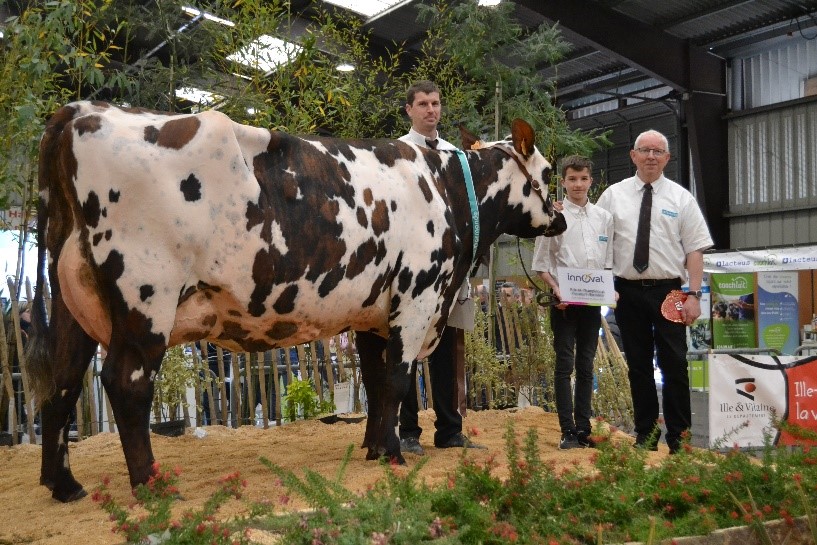 Foire de Rennes race normande