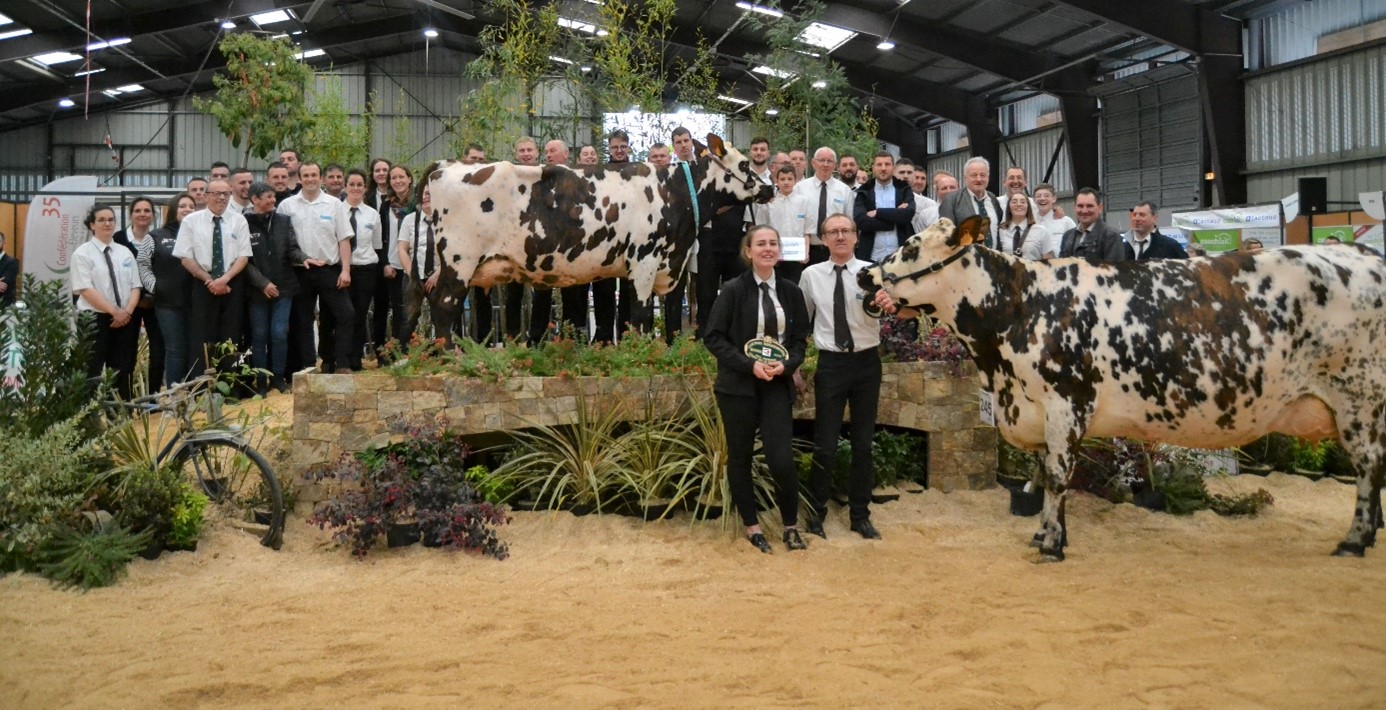 Foire de Rennes race normande