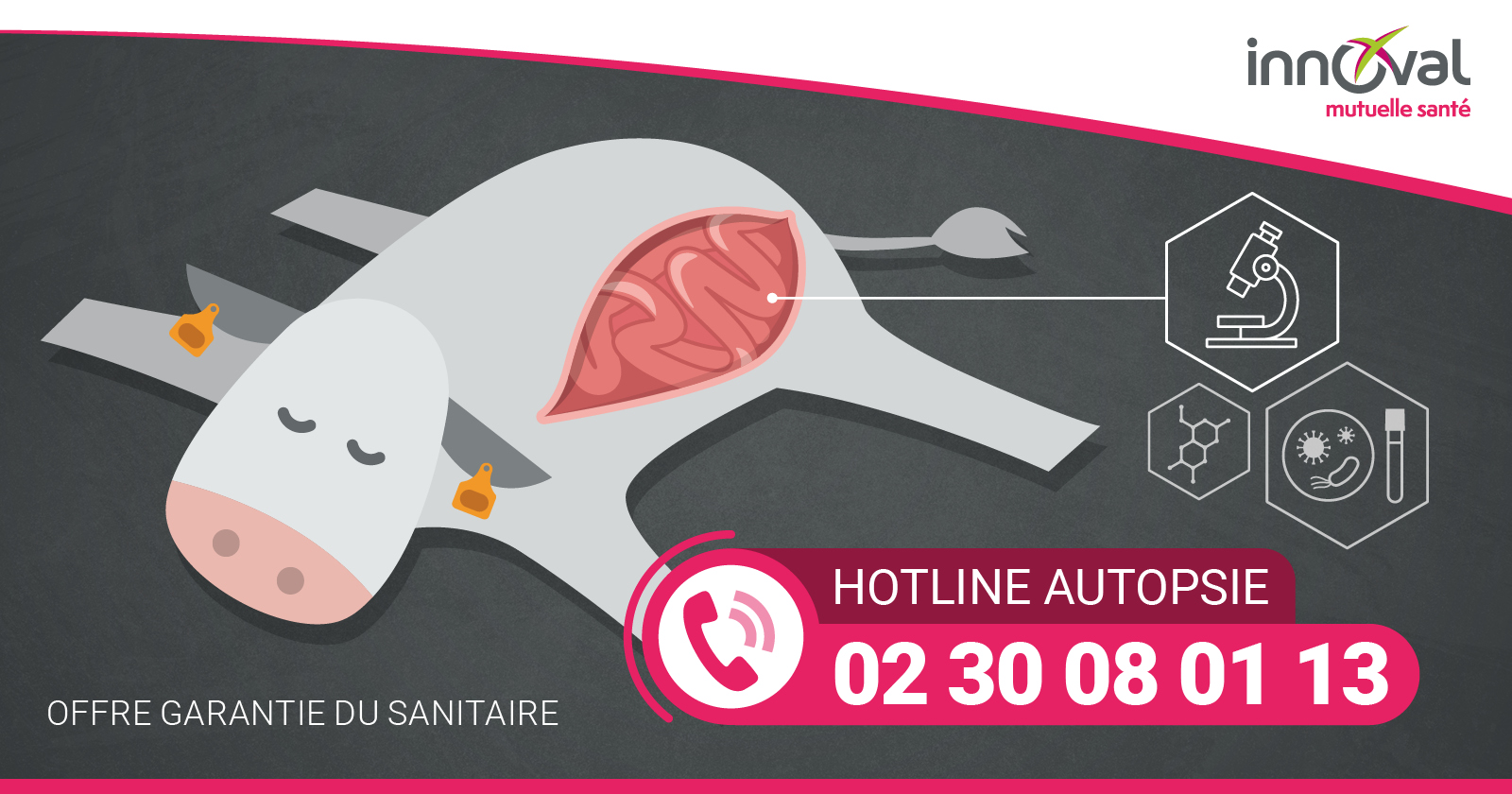 Hotline autopsie : un nouveau numéro pour identifier les causes de mortalité de vos bovins !