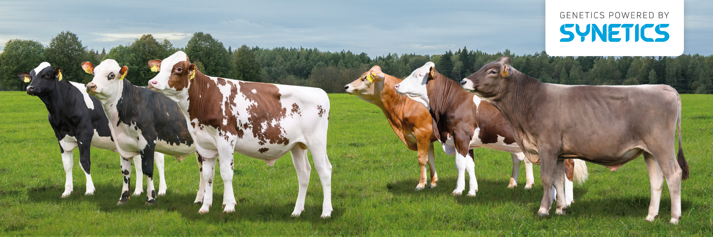 Visuel multi-races Synetics