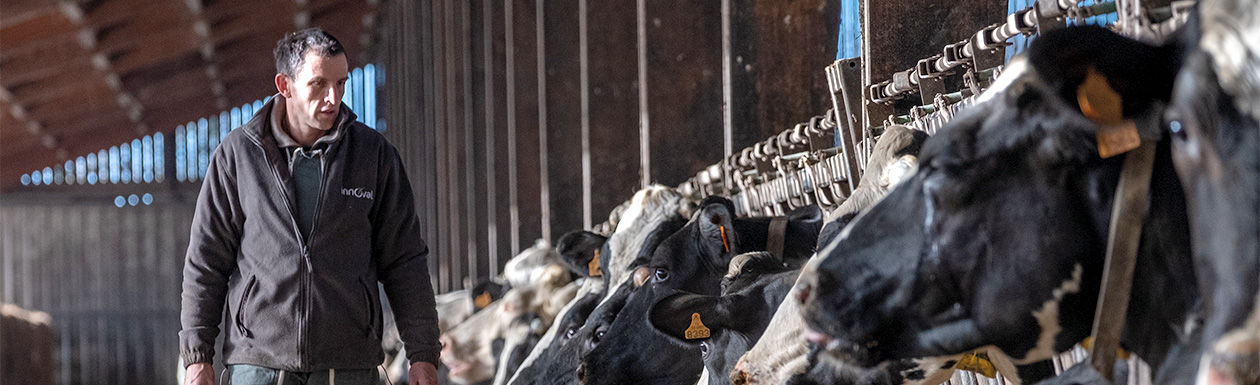 eleveur vaches