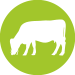 picto vache