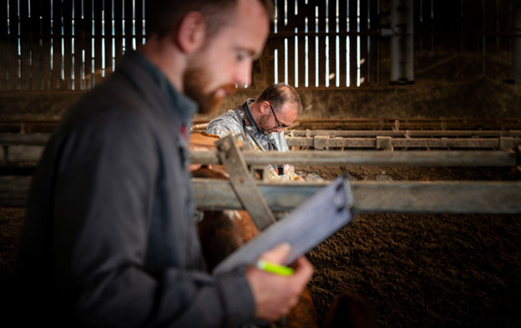 Eleveur et technicien dans la stabulation