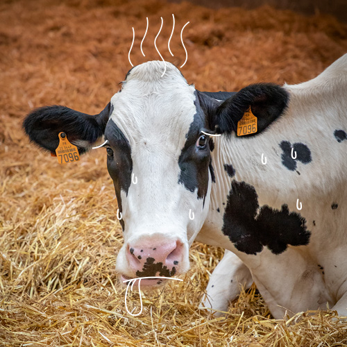 Vache souffrant de la chaleur