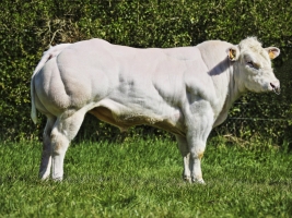 DOSE TAUREAU ELK 11 BBG - NBE000466565871 - 25A4839