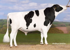 DOSE TAUREAU KEITH - NDE000359556232 - 6692829