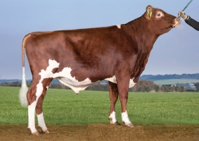 DOSE SEXEE FEM 90 TAUREAU VR HEINZ - XDK000000038375 - 44A0853