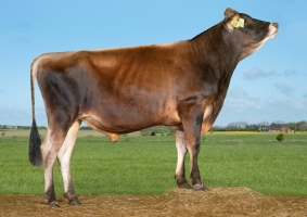 DOSE SEXEE FEM 90 TAUREAU VJ NICAS - XDK000000305142 - 15A0412