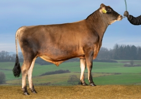DOSE TAUREAU VJ JAM - NDK000000305457 - 15A4169