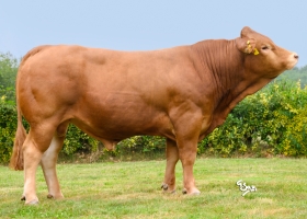 DOSE TAUREAU UKAWA - NFR0334094921 - 34A3363