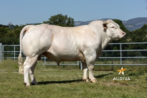 DOSE TAUREAU MODJO - NFR0916840410 - 9592343