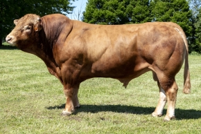 DOSE TAUREAU IO - NFR1213013329 - 3487741