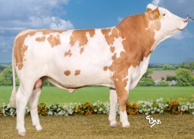 DOSE TAUREAU MIDLANDE - NFR1216029809 - 3591752