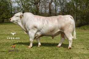 DOSE TAUREAU OZIRIS - NFR1218208056 - 9595680