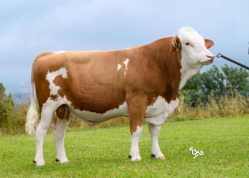 DOSE TAUREAU TANGO - NFR1222023335 - 35A2064
