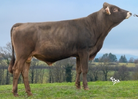DOSE TAUREAU UPPERCUT - NFR1224234121 - 21A3523