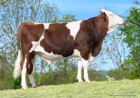 DOSE TAUREAU VESPER - NFR1225030301 - 46A4968
