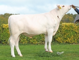 DOSE TAUREAU SEQUOIA - NFR1452713516 - 5698847