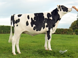 DOSE TAUREAU JEXTER - NFR1535103098 - 6687892