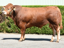 DOSE TAUREAU O MH PP - NFR1539138502 - 3496296