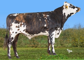 DOSE TAUREAU VALDIVIA  - NFR1716250917 - 56A4663