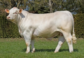 DOSE TAUREAU PRODIGE PP - NFR1825019790 - 3896962