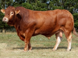 DOSE TAUREAU PAHO - NFR1943024035 - 3497459