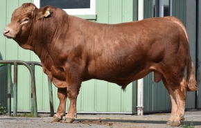 DOSE TAUREAU PEYRELEVAD - NFR1943085692 - 3497661