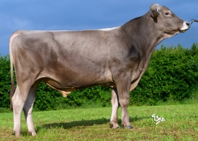 DOSE TAUREAU TORNERO P - NFR2141523856 - 21A1883