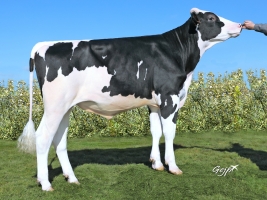 DOSE TAUREAU MAYFEST - NFR2211468477 - 6691417