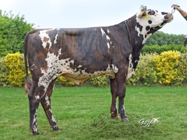 DOSE TAUREAU OLEASTRE - NFR2213516894 - 5694611