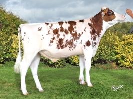 DOSE TAUREAU OMILK RED - NFR2213516915 - 6694184