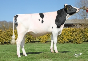 DOSE TAUREAU PINKFLOYD - NFR2213517300 - 6696166