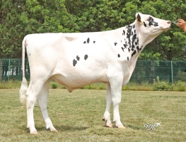 DOSE TAUREAU TACK - NFR2215668785 - 66A0475