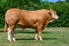 DOSE TAUREAU VENTDOUEST - NFR2216558426 - 34A4749