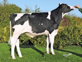 DOSE TAUREAU OSSEGORD - NFR2219063048 - 6694185