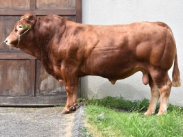 DOSE TAUREAU JAUREL - NFR2219275619 - 3489628