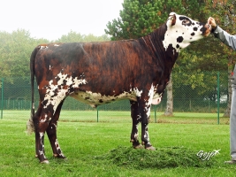 DOSE TAUREAU JOYAU - NFR2226516258 - 5687014