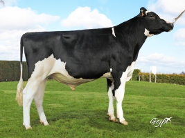 DOSE TAUREAU MASSELOT - NFR2227564004 - 6691419