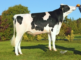 DOSE TAUREAU JAIPUR - NFR2229184136 - 6687359