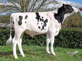 DOSE TAUREAU NEVERMIND - NFR2238143890 - 6691911