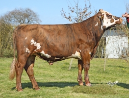 DOSE TAUREAU PERCEVAL - NFR2238786232 - 5696585