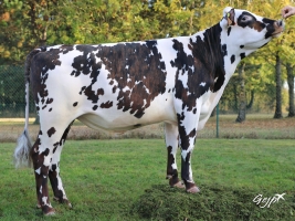 DOSE TAUREAU NEWGEN - NFR2239720196 - 5692905