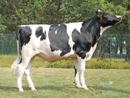 DOSE TAUREAU TIPS - NFR2239965376 - 66A0508