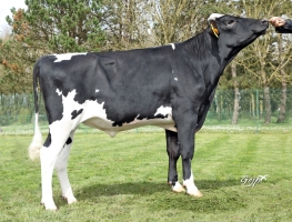 DOSE TAUREAU TAVANJER - NFR2258174712 - 66A1479