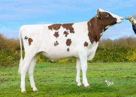DOSE TAUREAU UNOX P - NFR2258174940 - 19A3156
